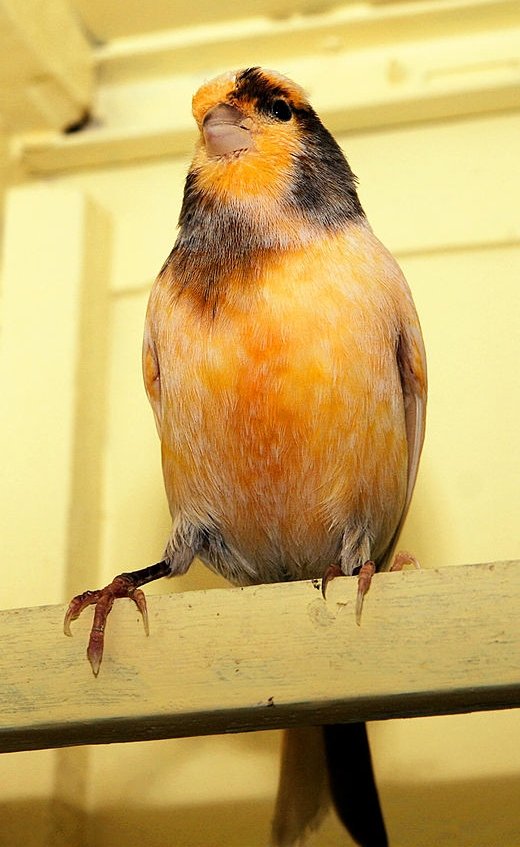 The Canary: The Tiny Powerhouse (image credits: wikimedia)
