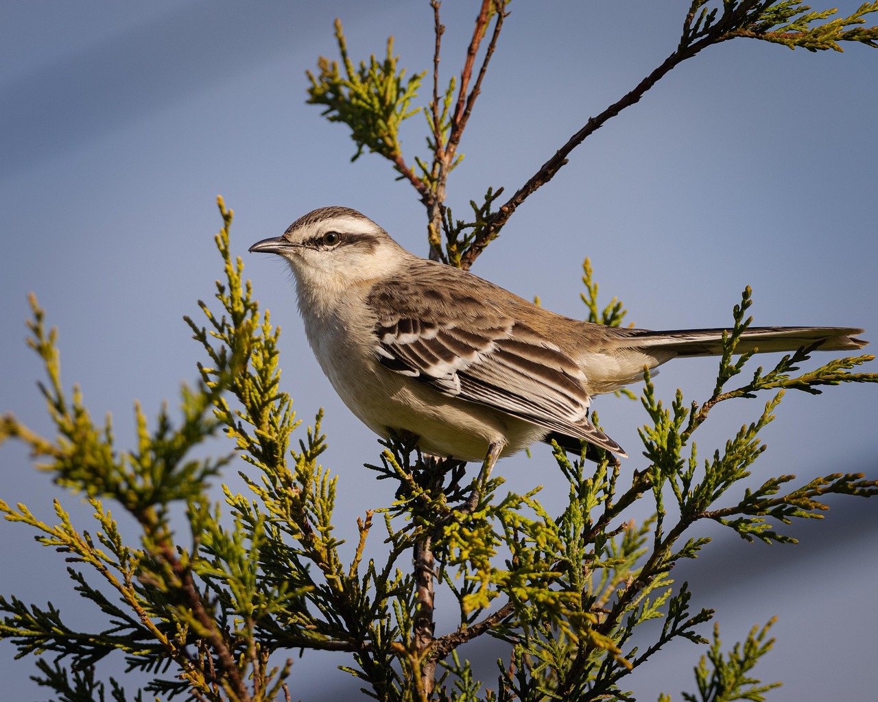 The Mockingbird: The Improv Master (image credits: pixabay)