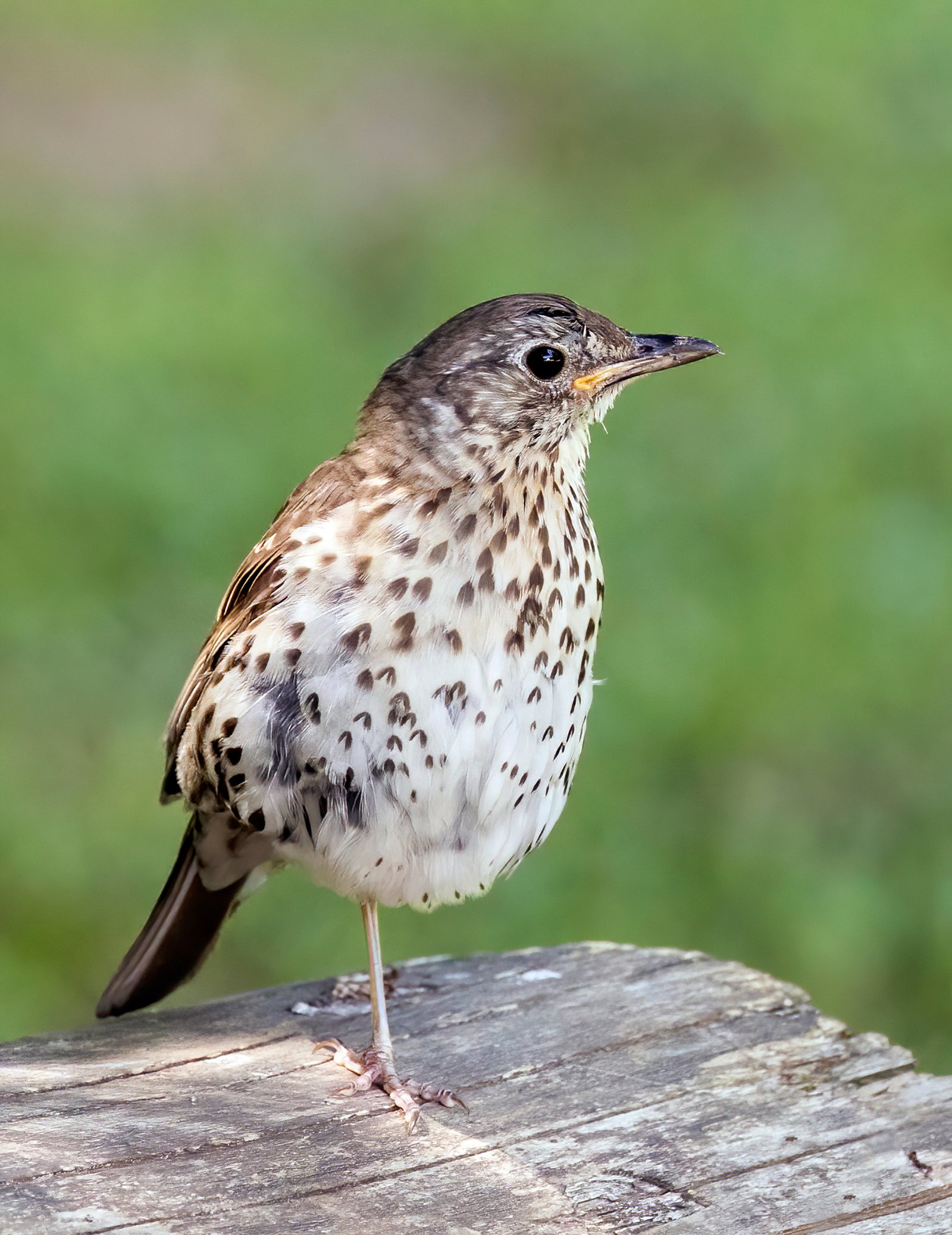 The Song Thrush: The Repeat Hitmaker (image credits: wikimedia)