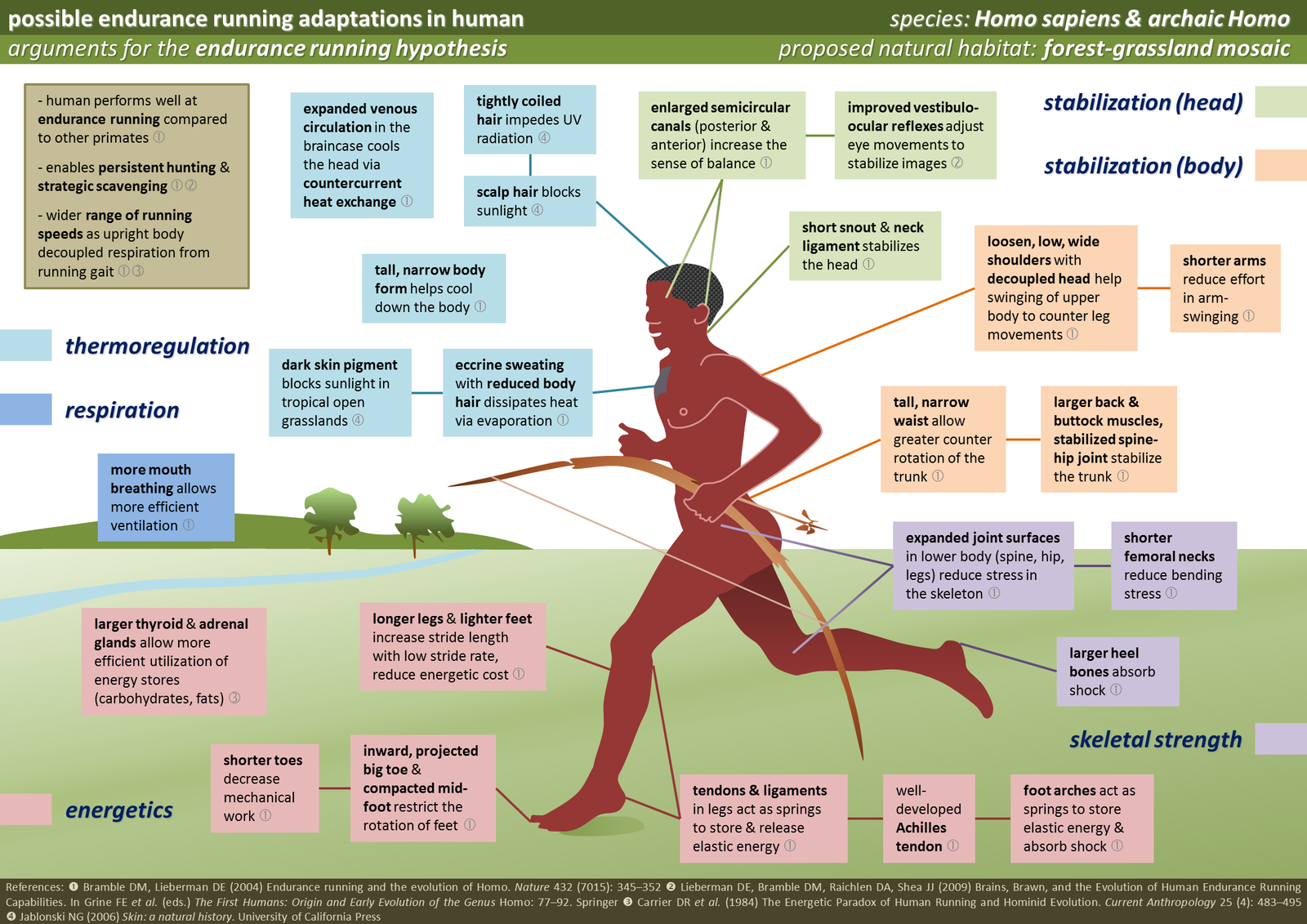 Extreme Stamina and Endurance (image credits: wikimedia)