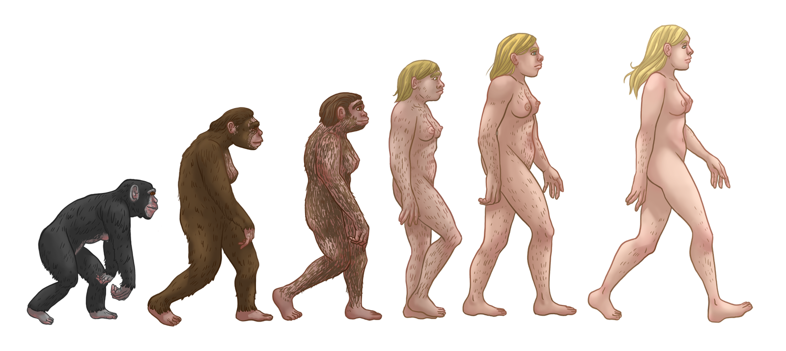 8. Evolution Means Humans Came from Monkeys (image credits: wikimedia)