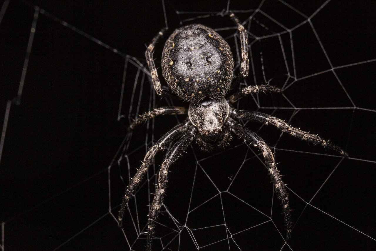 13. You Swallow Eight Spiders a Year in Your Sleep (image credits: pixabay)