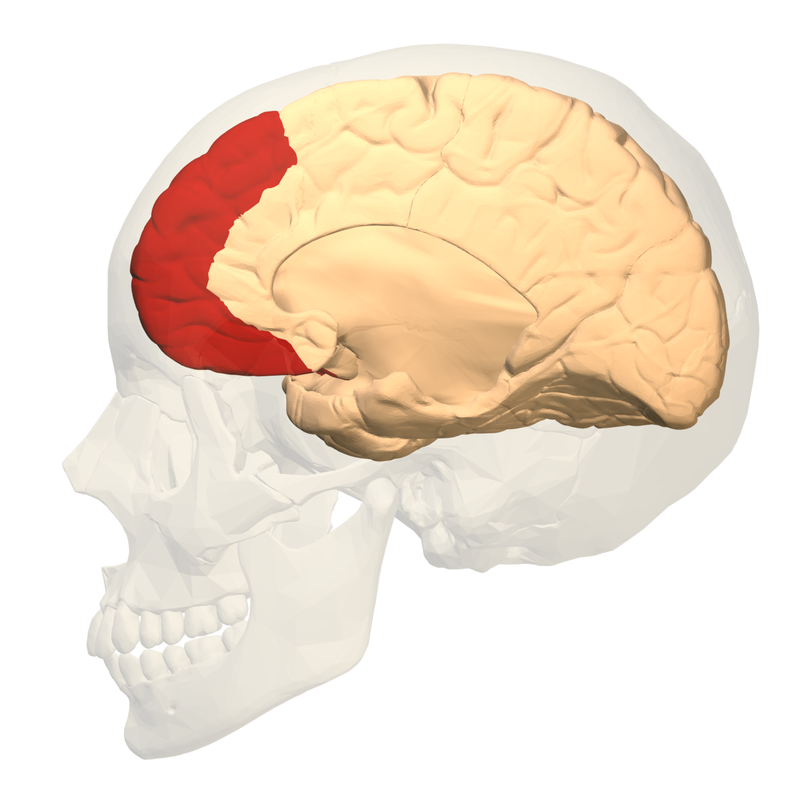 The Role of the Prefrontal Cortex (image credits: wikimedia)