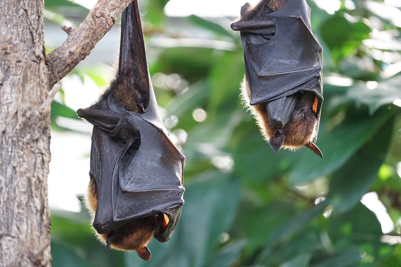 Bats in the House – Symbol of Death or Transformation in European Folklore (image credits: pixabay)