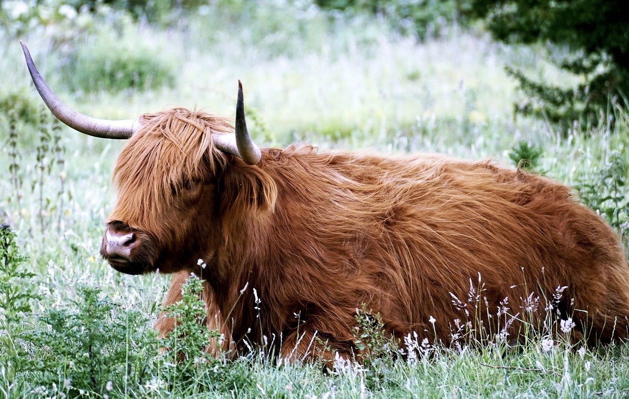 The Royal Highland Show: A Scottish Tradition (image credits: pixabay)