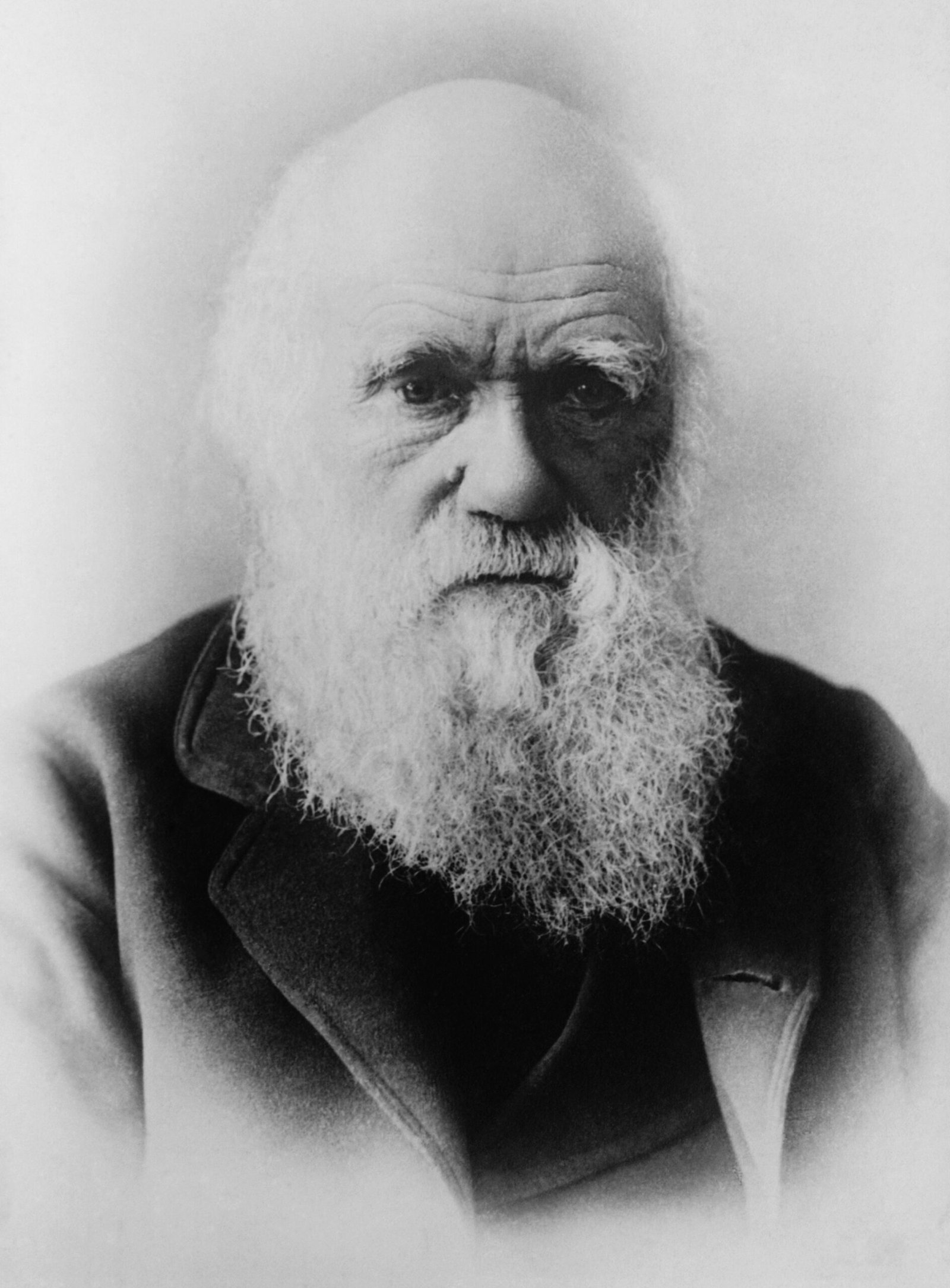Evolution by Natural Selection: Darwin’s Dangerous Idea (image credits: wikimedia)