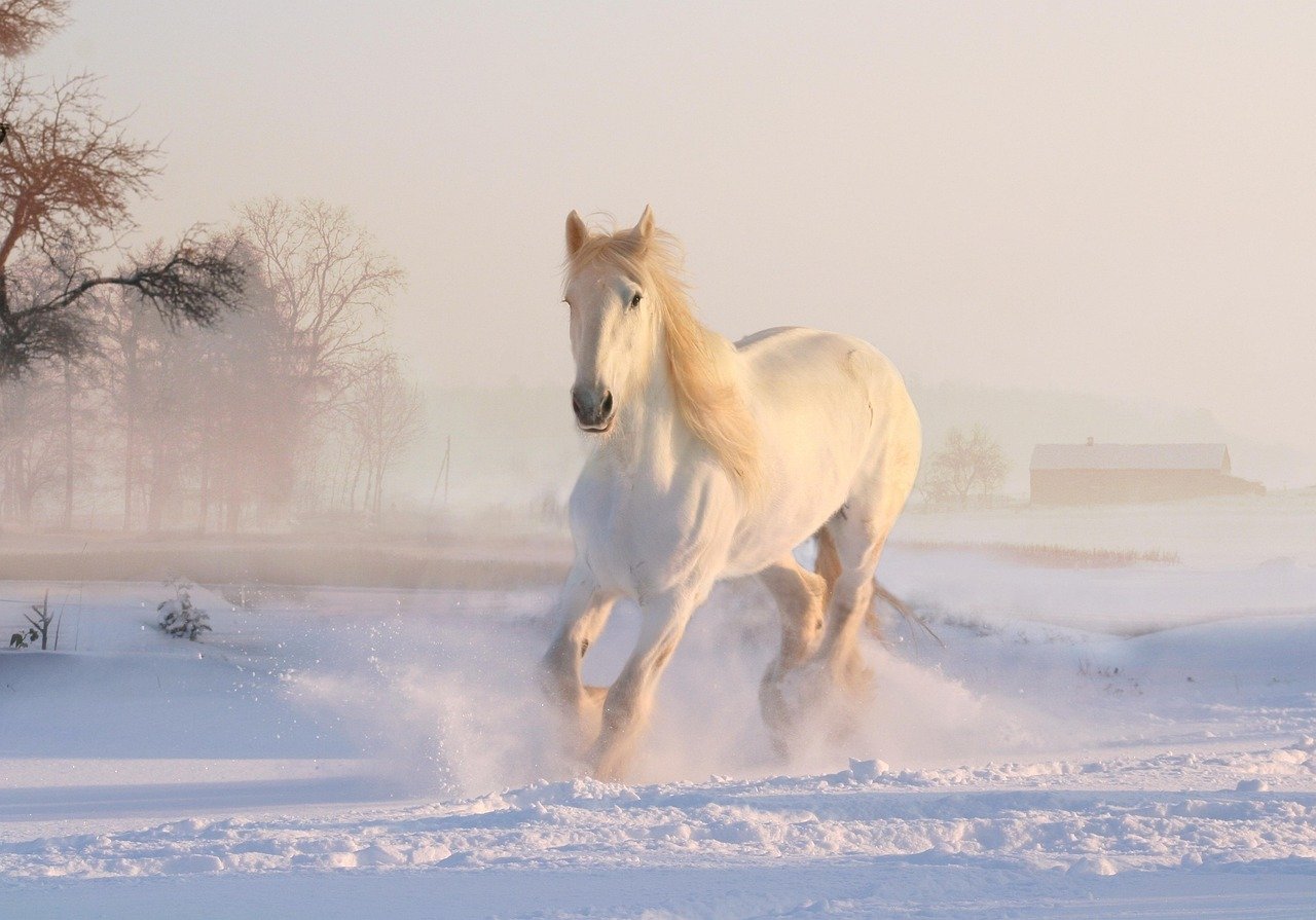 White Horse – Taylor Swift (image credits: pixabay)