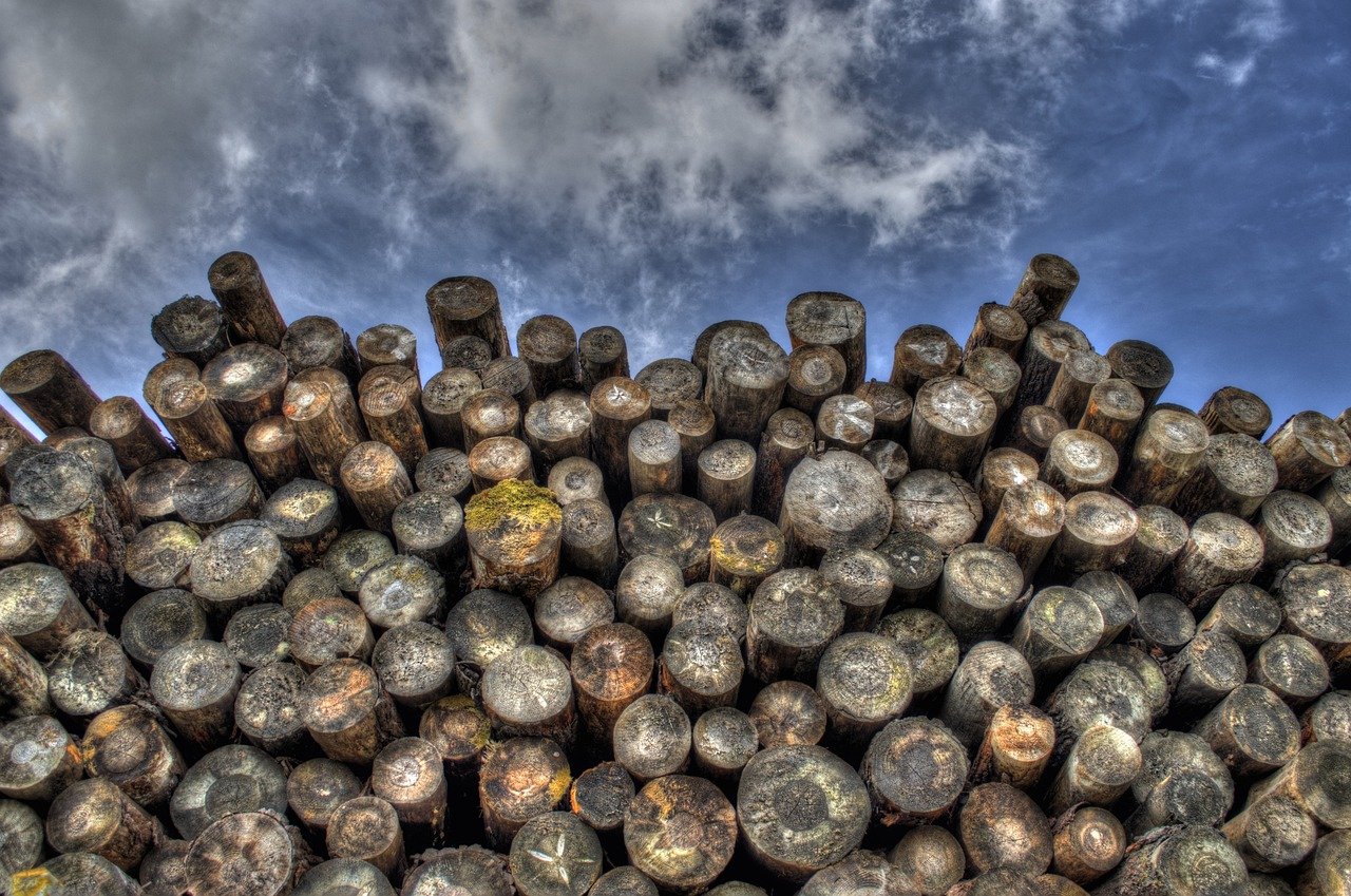 Climate Change & Resource Depletion: Deforestation in Ancient Mesopotamia (image credits: pixabay)