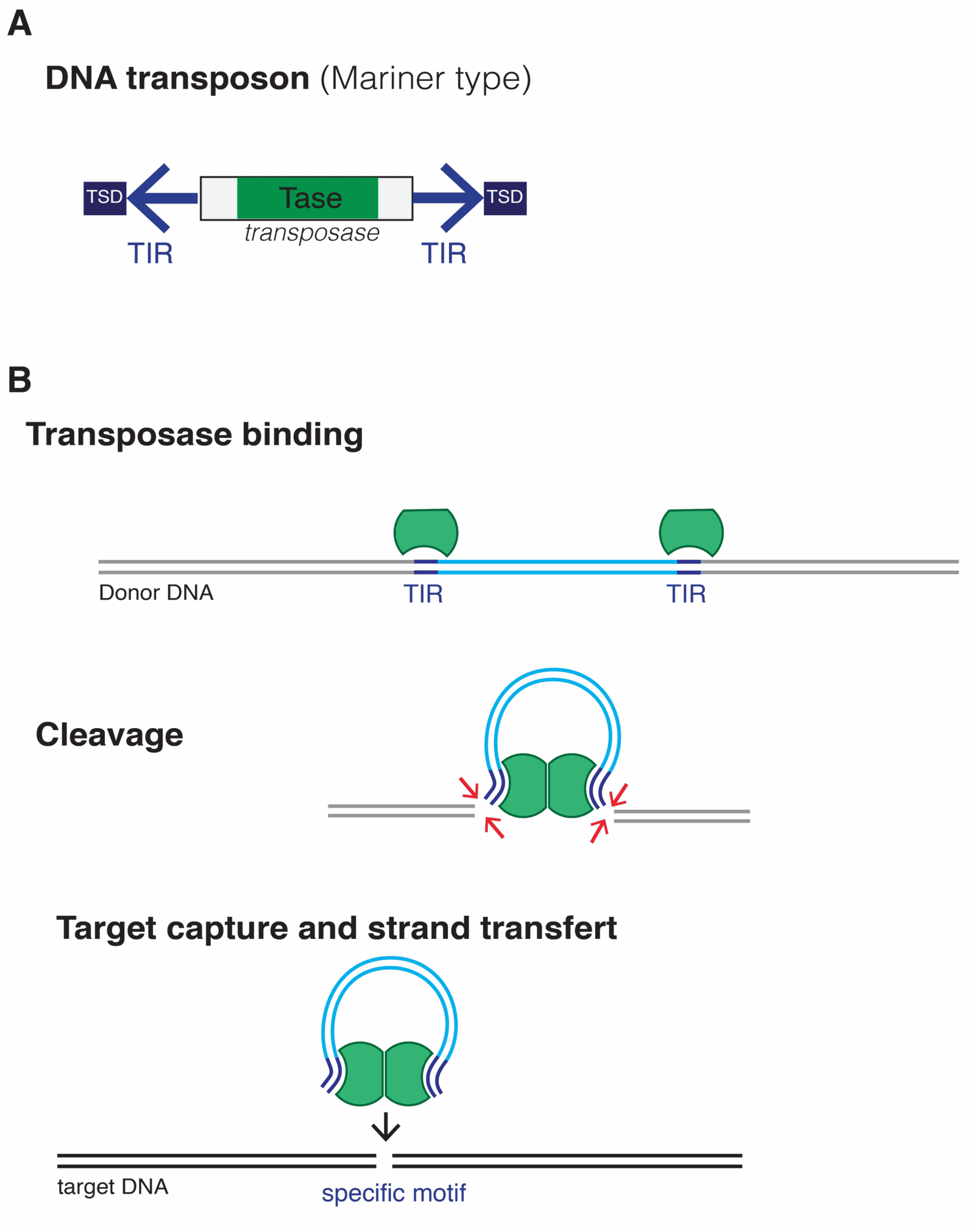 Transposons (