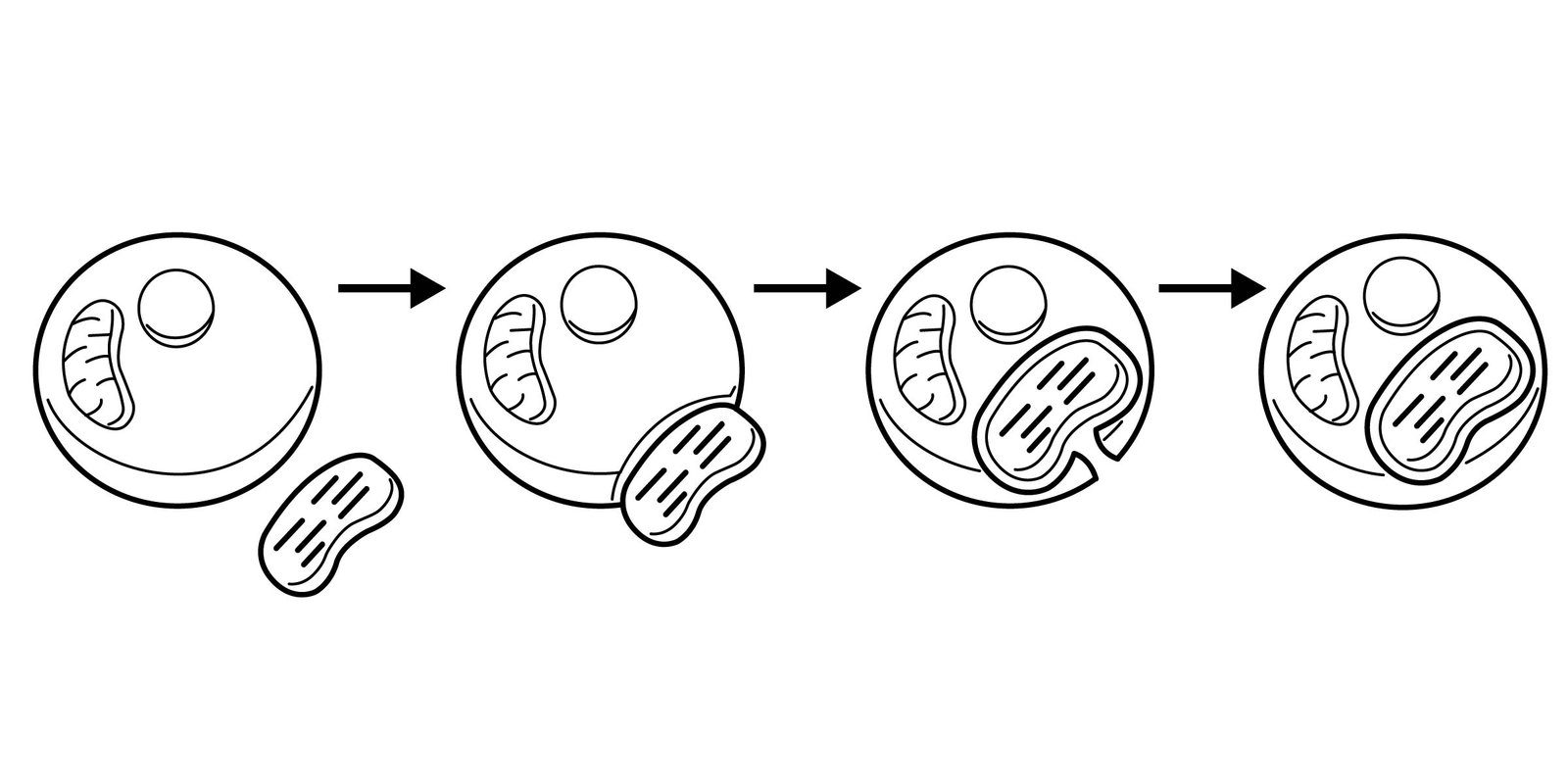 Endosymbiotic Theory (image credits: wikimedia)