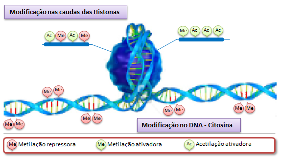 Epigenetics (image credits: wikimedia)