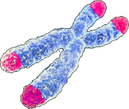 Telomeres (image credits: wikimedia)