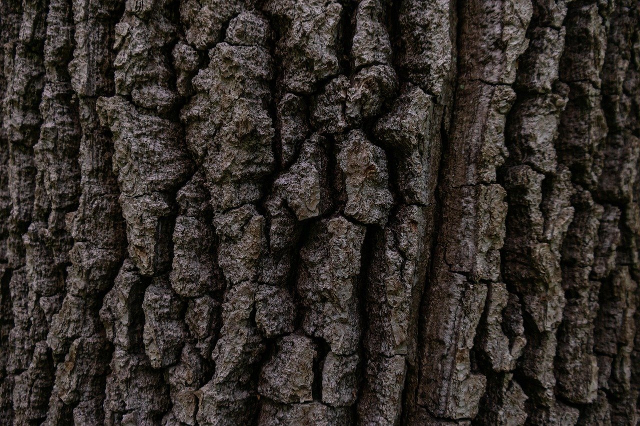 Willow Bark for Pain Relief (image credits: pixabay)