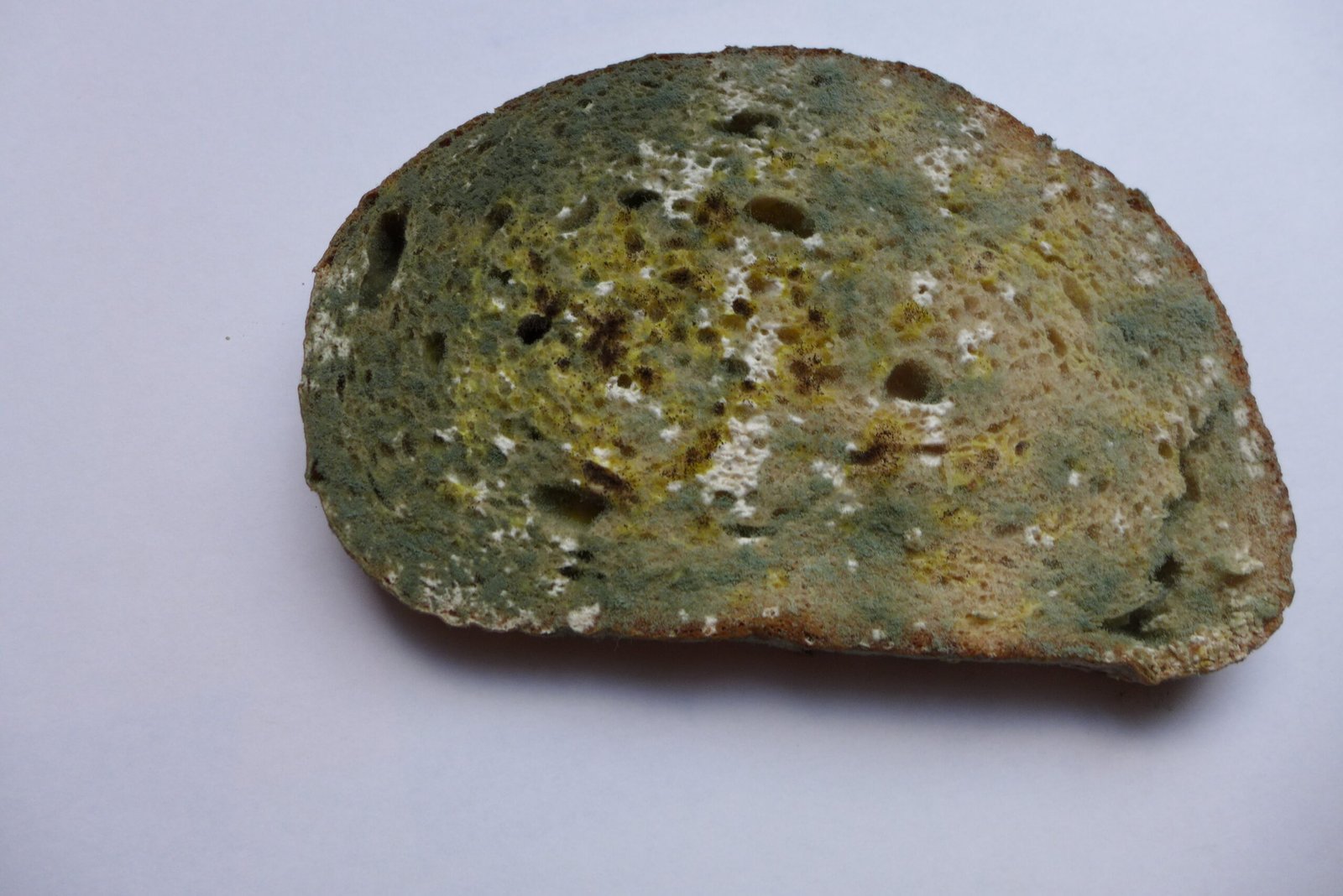 Moldy Bread for Infections (image credits: wikimedia)