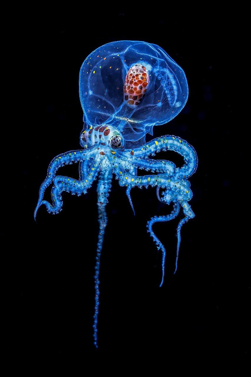 Octopuses Have Three Hearts and Blue Blood (image credits: pixabay)