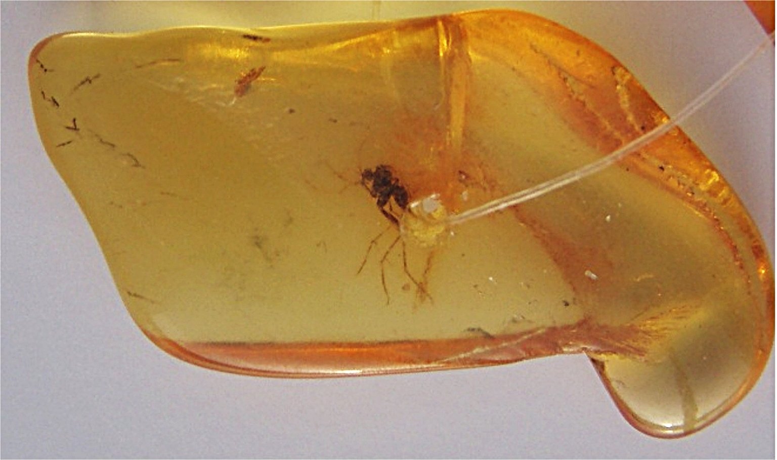 DNA from a Mosquito – Jurassic Park (image credits: wikimedia)