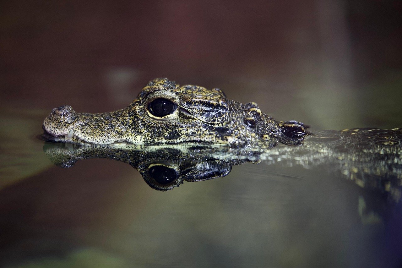 Alligators in New York Sewers (image credits: pixabay)