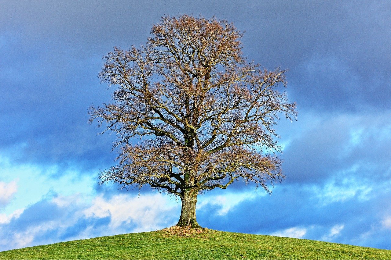 Vivaldi’s “Four Seasons” (image credits: pixabay)
