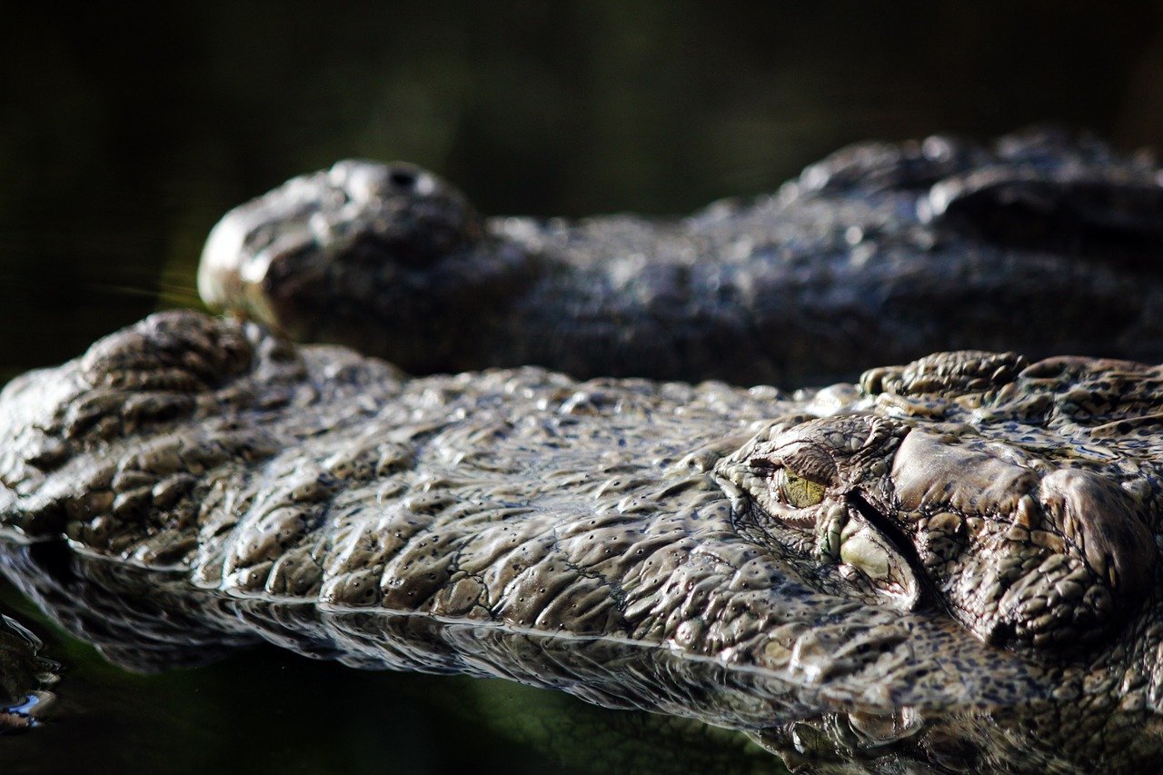 Alligators in the Sewers of New York (image credits: pixabay)