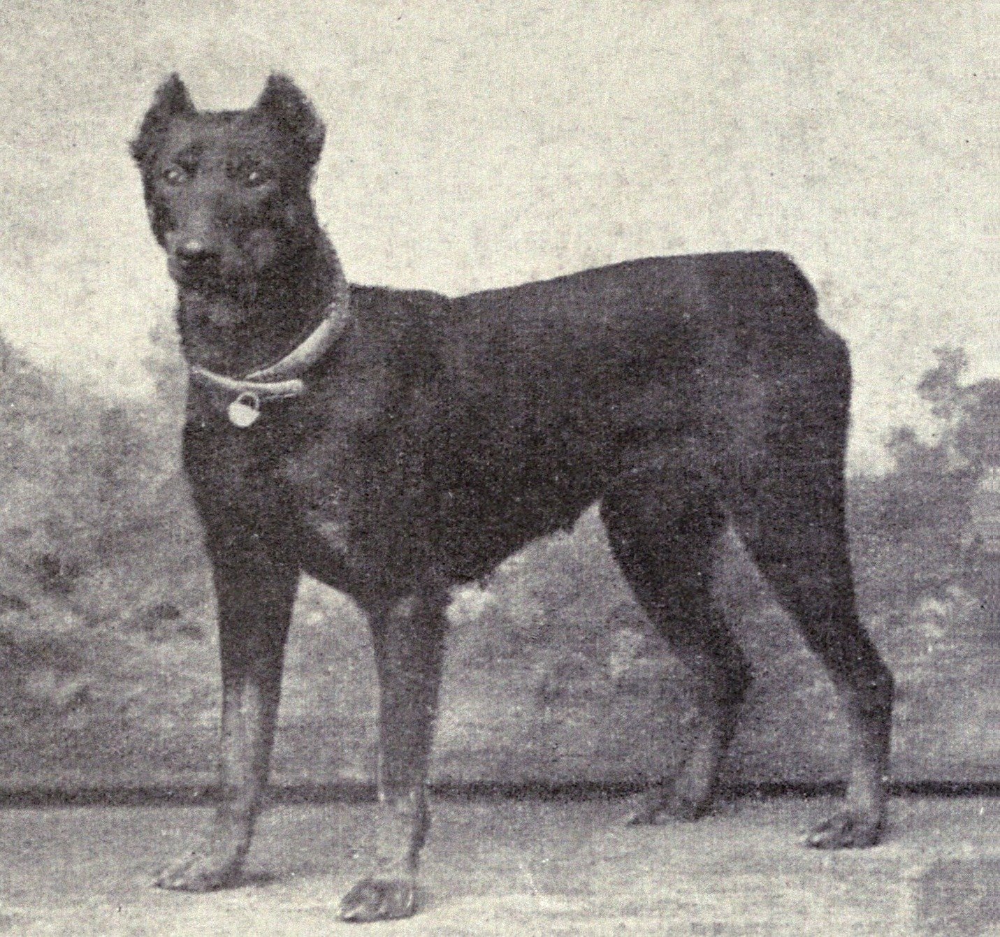 The Choking Doberman (image credits: wikimedia)