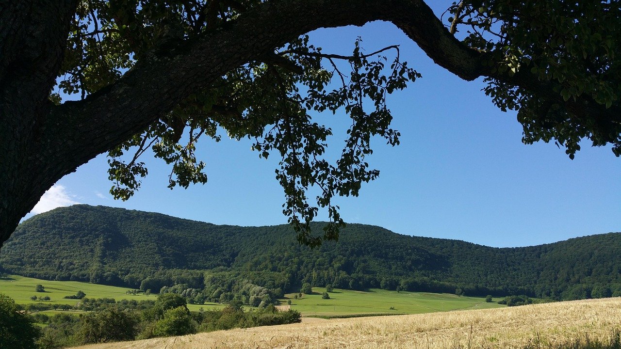 Country – Where the Crawdads Sing by Delia Owens (image credits: pixabay)