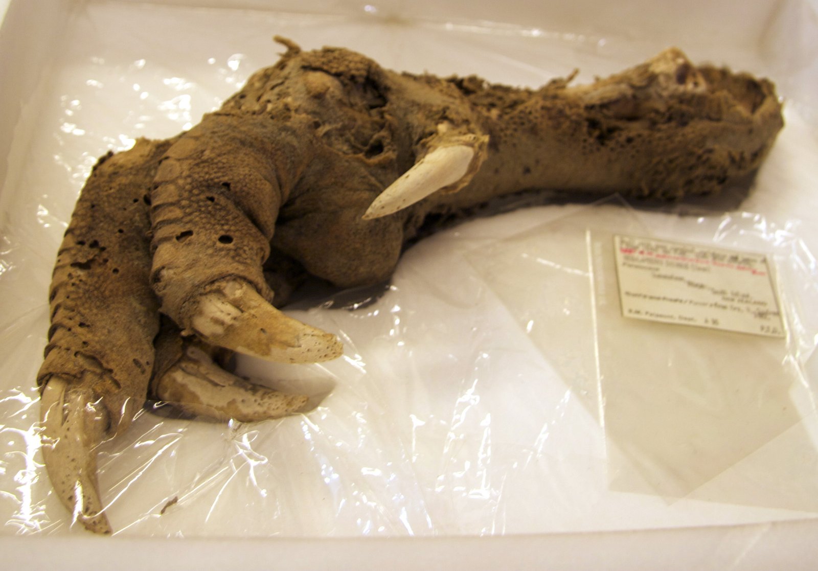 Mount Owen Moa Claw (image credits: wikimedia)