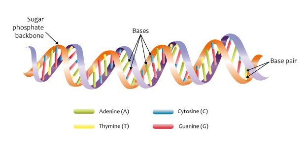 The Mystery of DNA (image credits: wikimedia)
