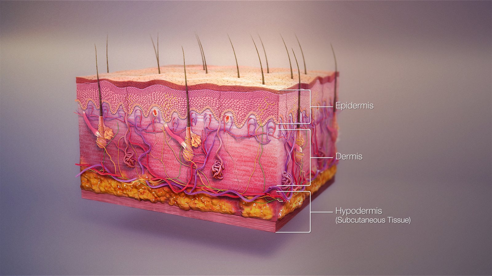 Most of the Dust in Your Home Is Made of Dead Skin Cells (image credits: wikimedia)