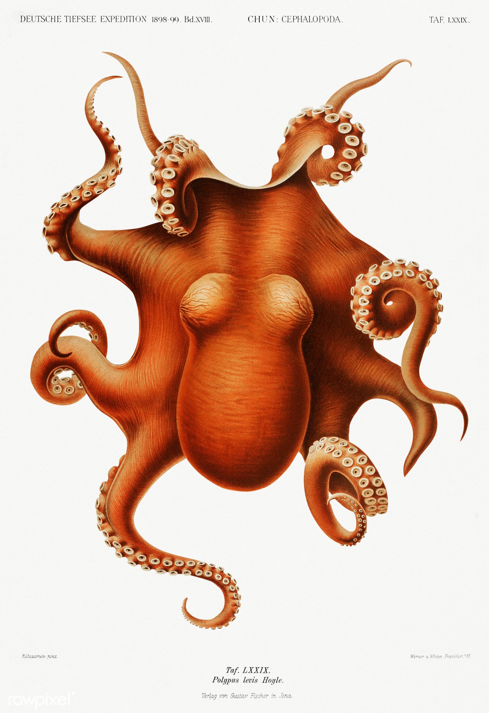 Octopuses Have Three Hearts and Blue Blood (image credits: wikimedia)