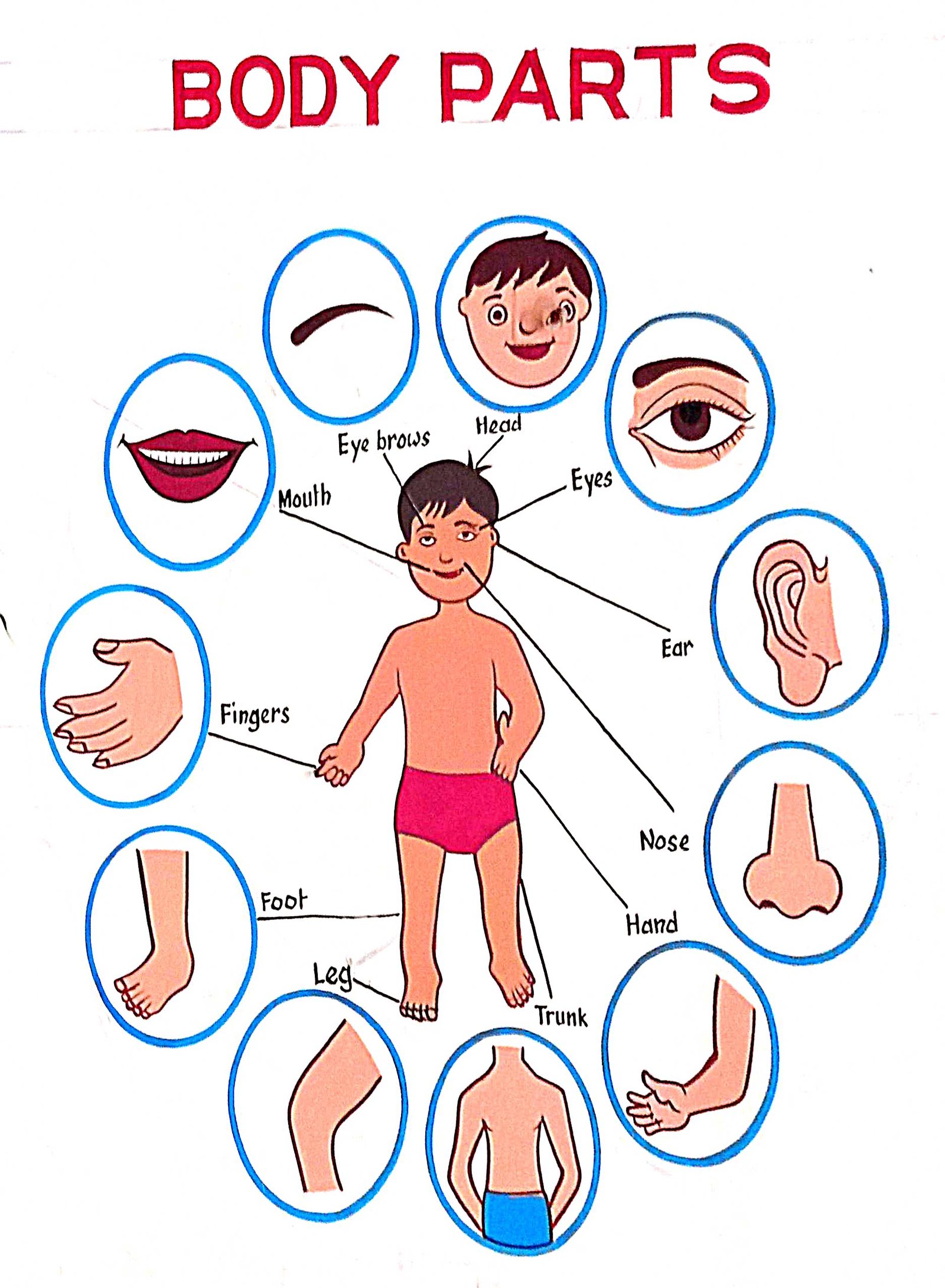 10. Basic Anatomy: Organs and Their Functions (image credits: wikimedia)