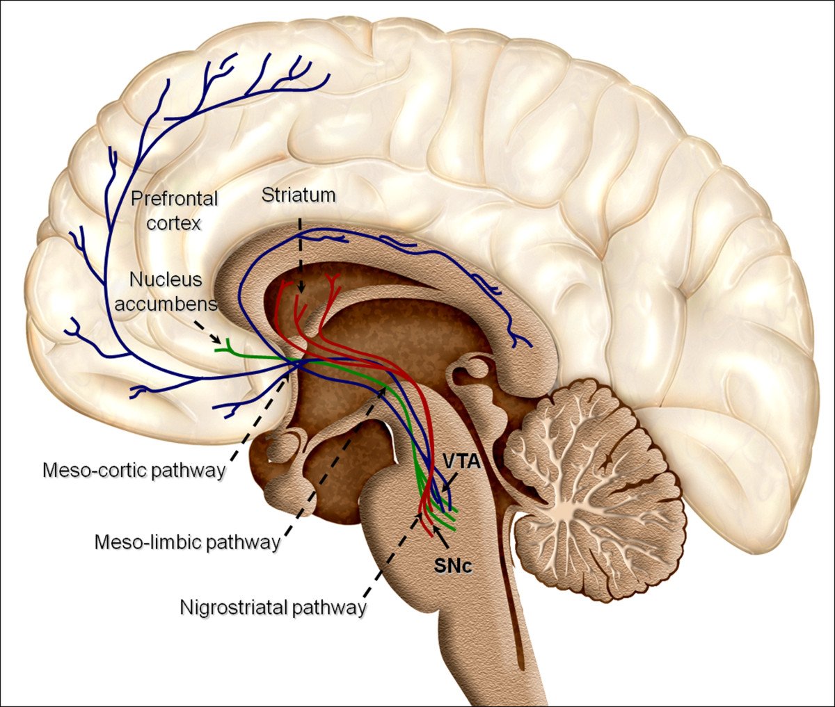 Neural Reward Anticipation (image credits: wikimedia)