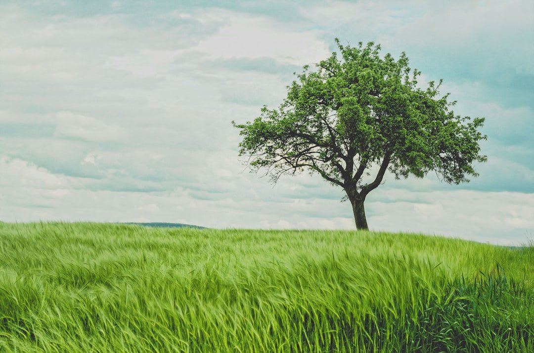 The Education of Little Tree – Forrest Carter (image credits: unsplash)