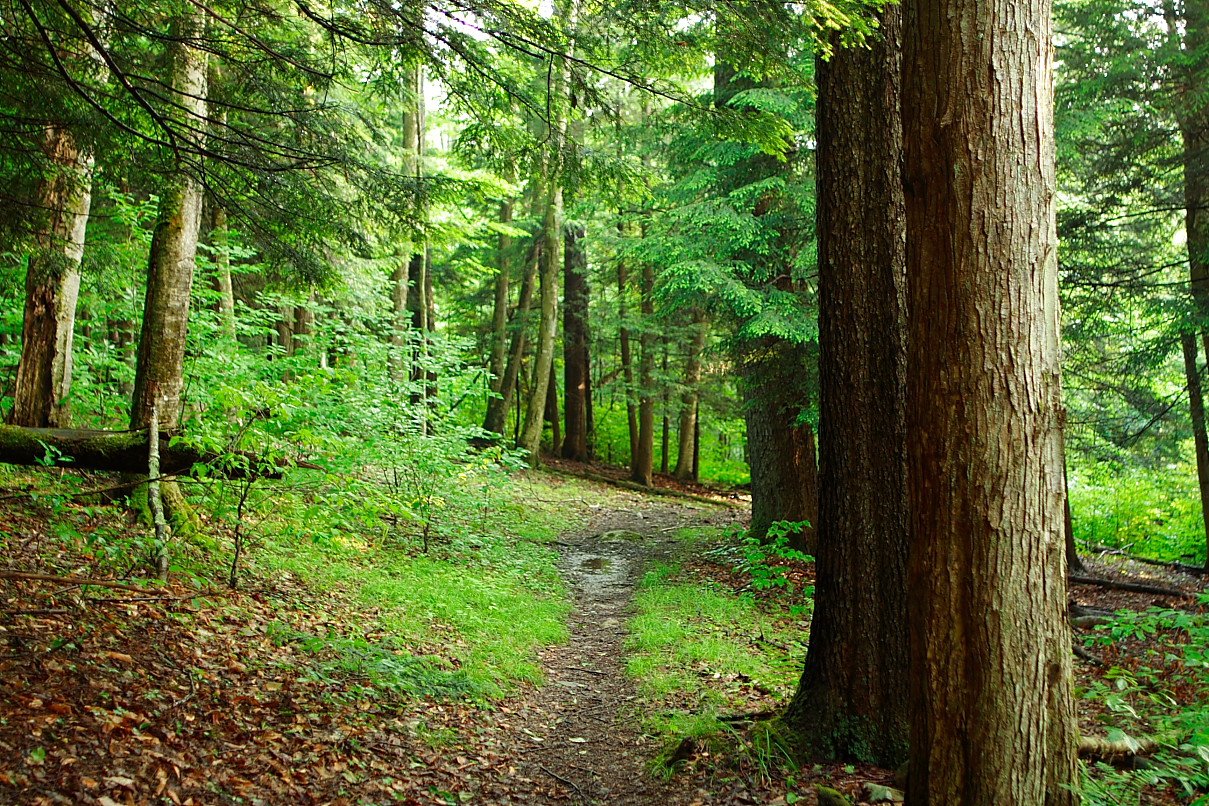 United States: A Patchwork of Forest Power (image credits: wikimedia)