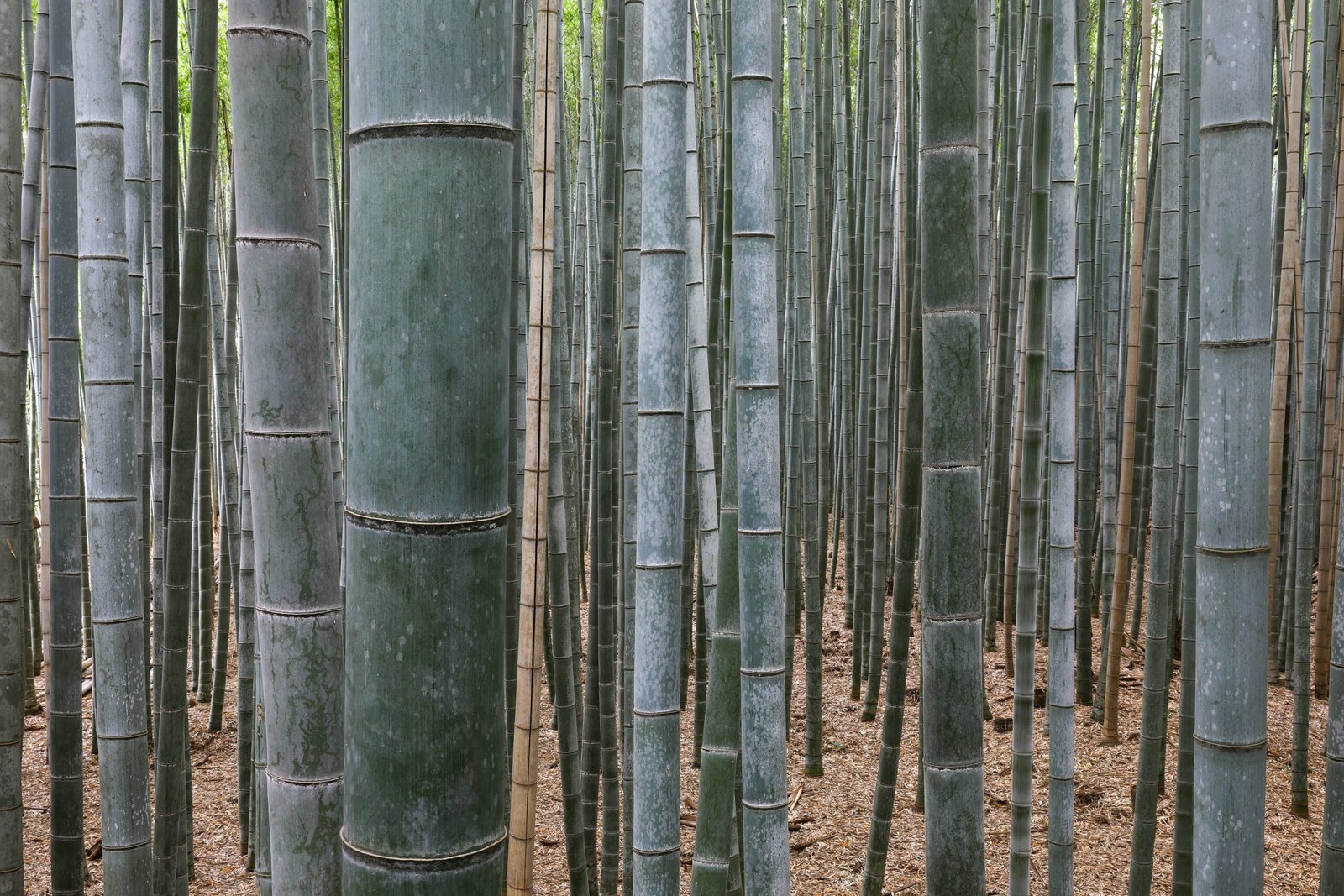 China: A Green Comeback Story (image credits: wikimedia)