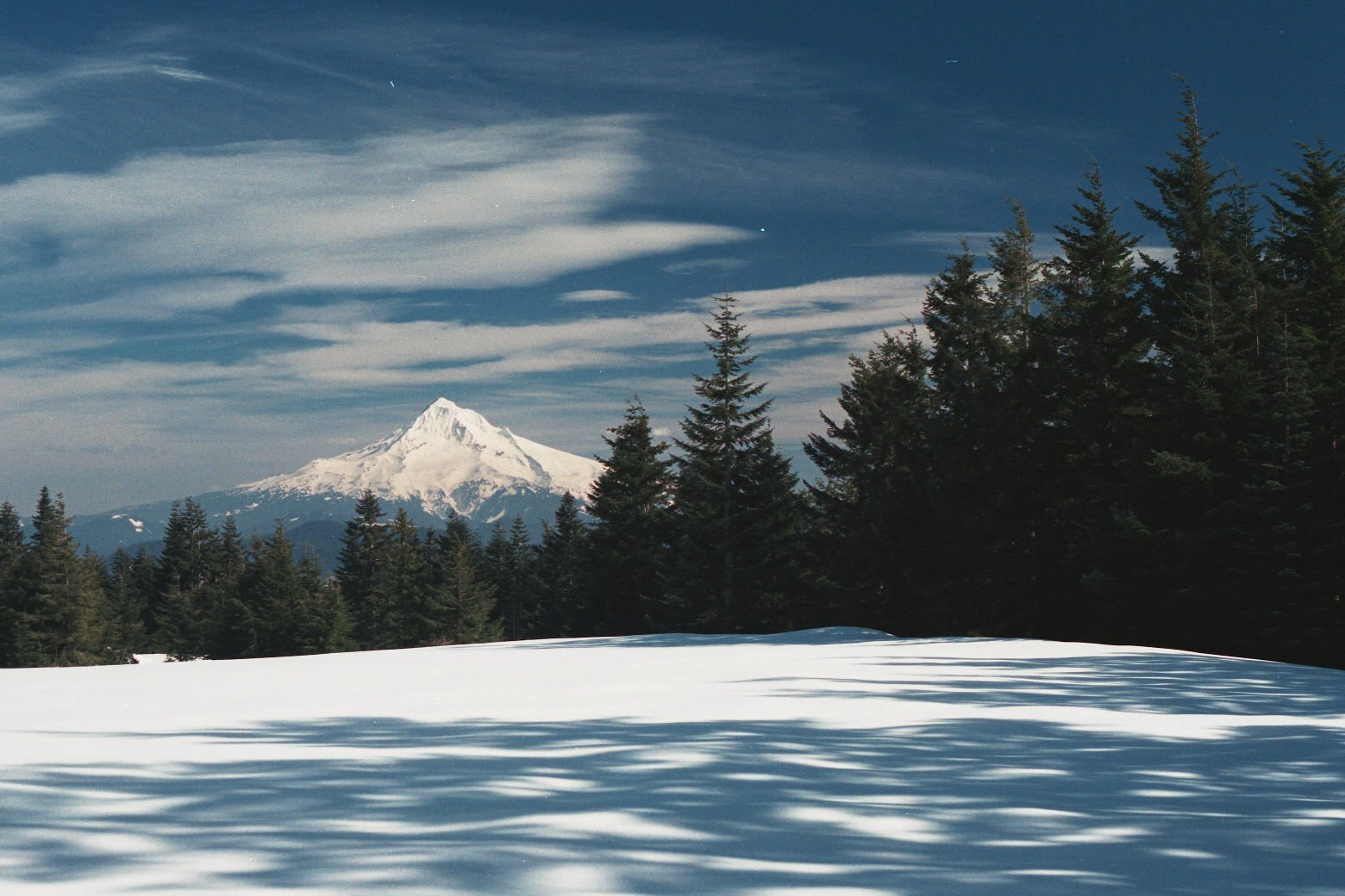 Larch: The Cold-Weather Champion (image credits: wikimedia)