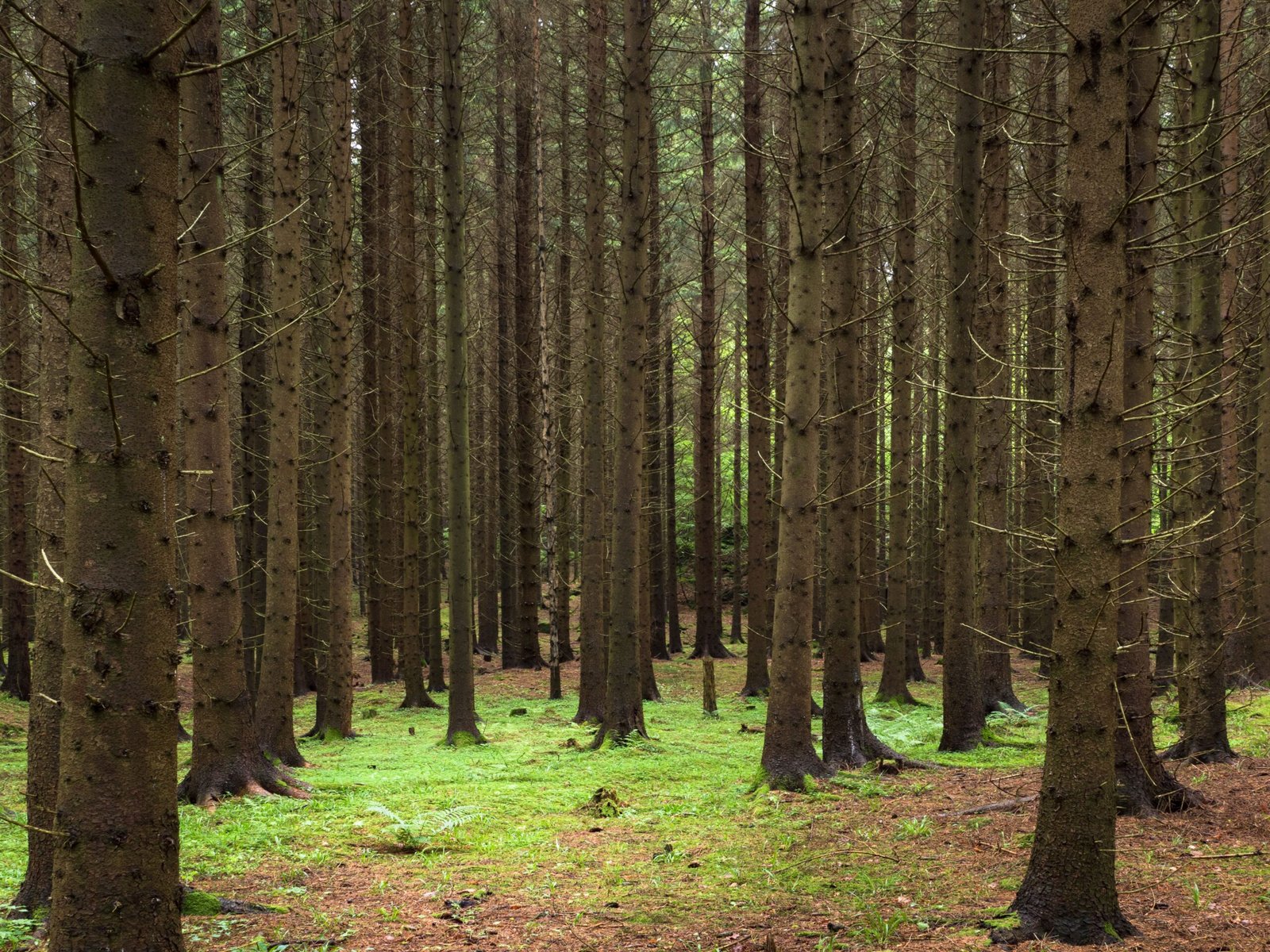 Spruce: The Silent Carbon Sinks (image credits: wikimedia)