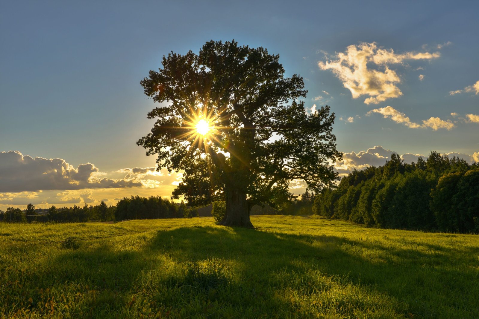 Oak: The Mighty Monarch of Temperate Zones (image credits: wikimedia)