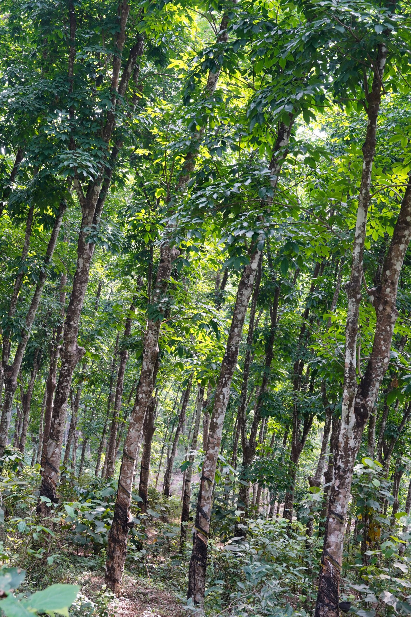 Rubber Tree: The Economic Powerhouse (image credits: wikimedia)