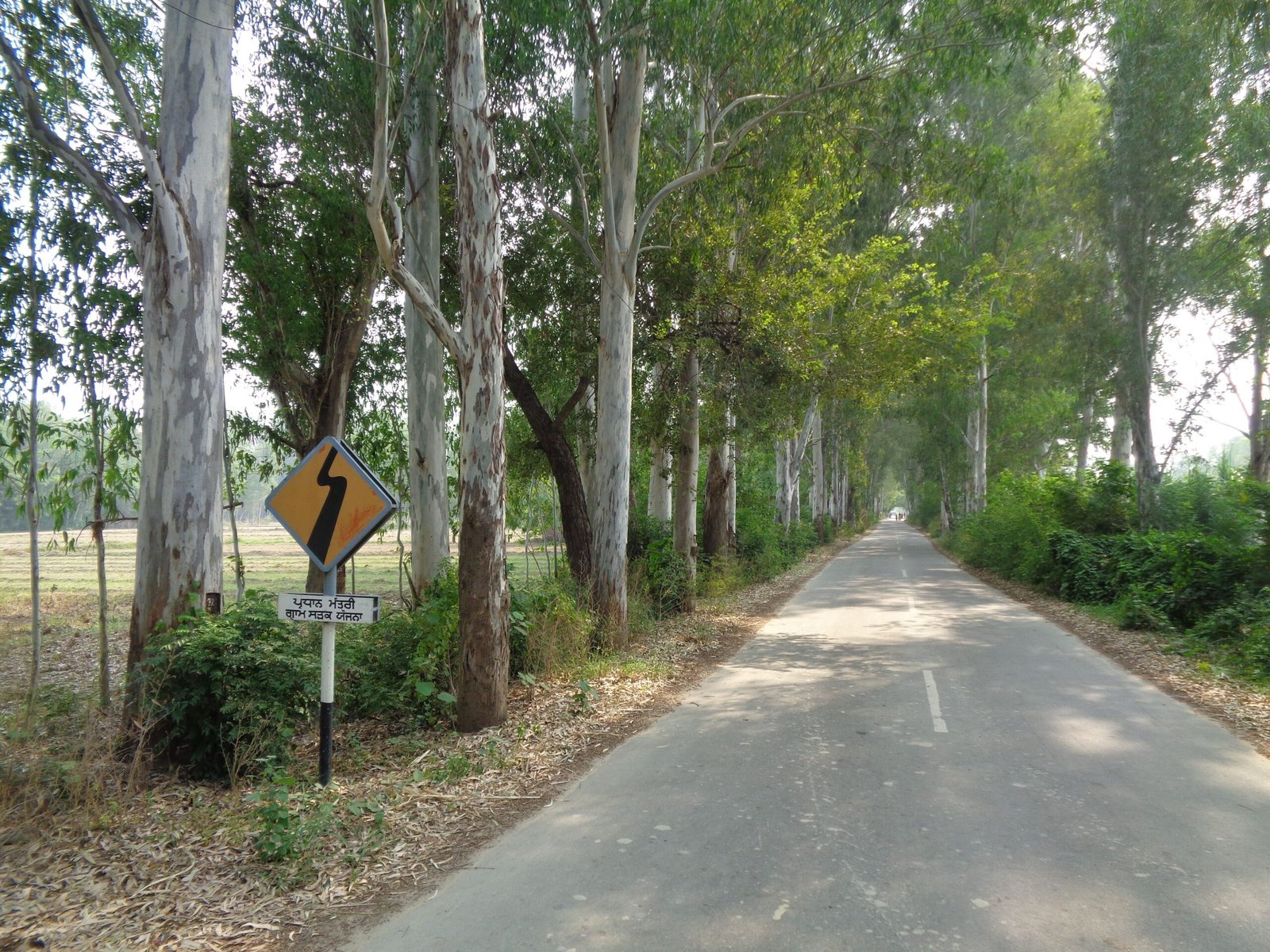 Eucalyptus: The Fast-Growing Invader (image credits: wikimedia)