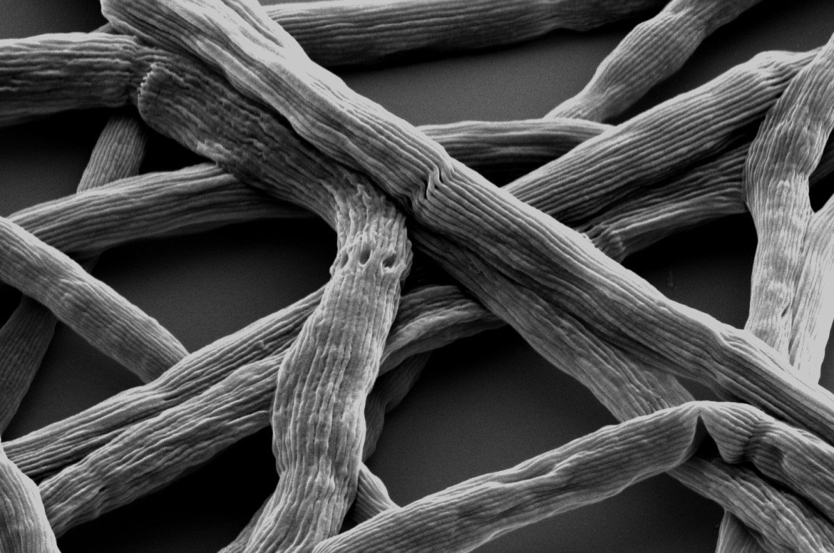 Mudflat Discovery Sends Shockwaves Through Science (image credits: wikimedia)