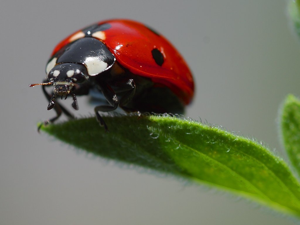 Ladybird, Ladybird (image credits: wikimedia)