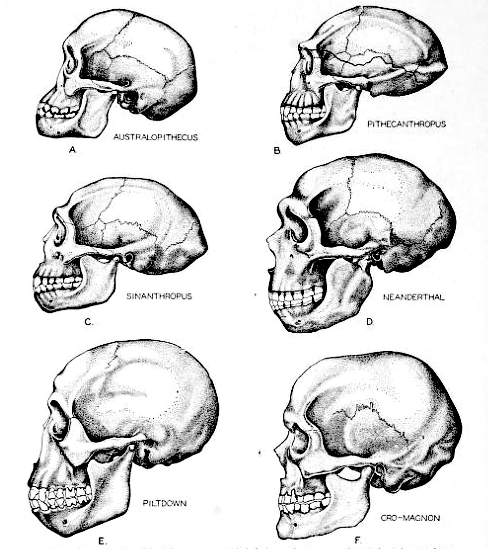 Piltdown Man (image credits: wikimedia)
