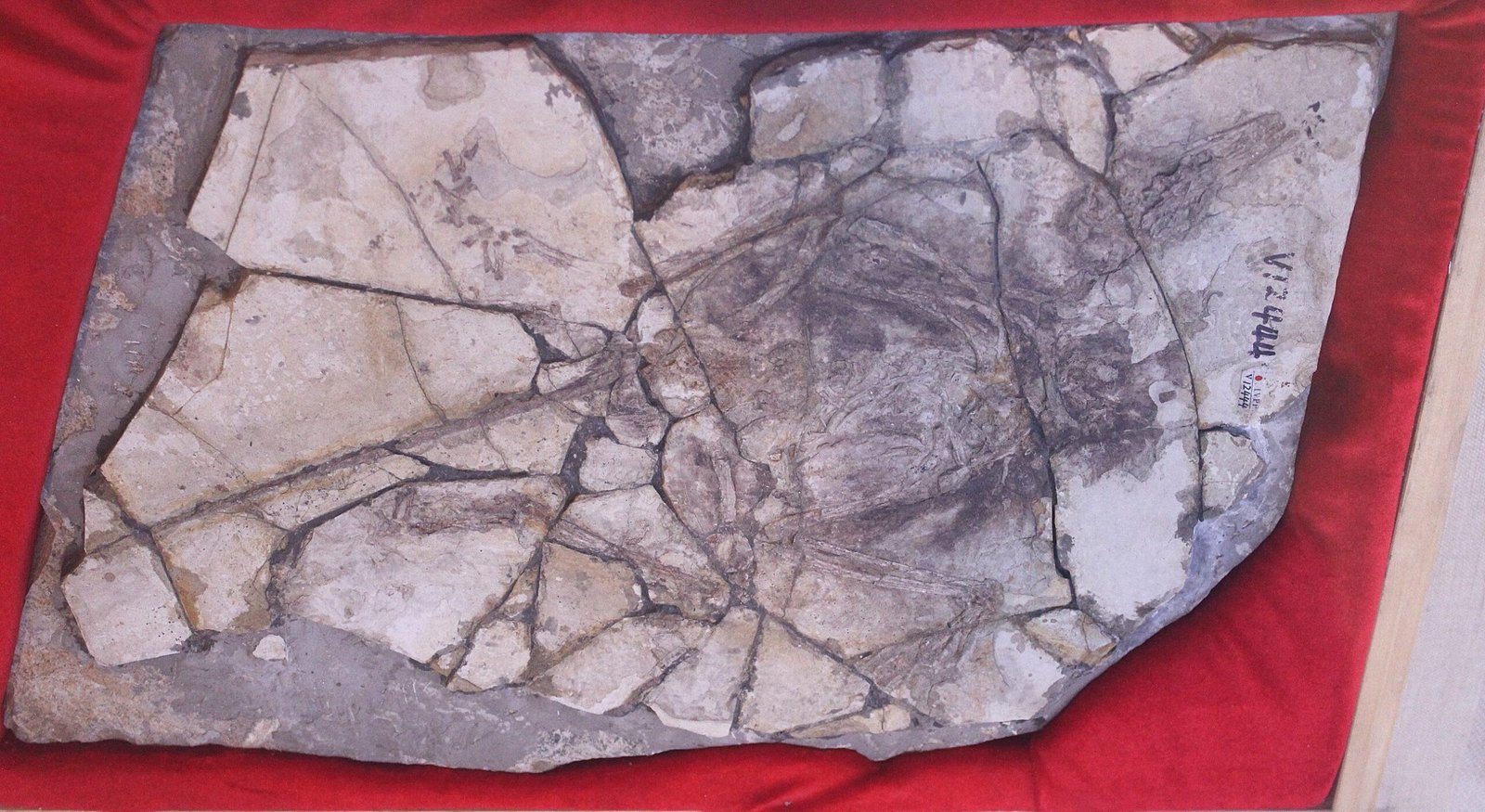 The Archaeoraptor (image credits: wikimedia)