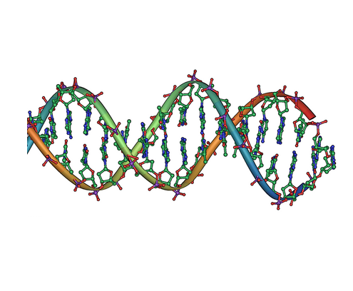 The Structure of DNA (James Watson, Francis Crick, Rosalind Franklin) (image credits: wikimedia)