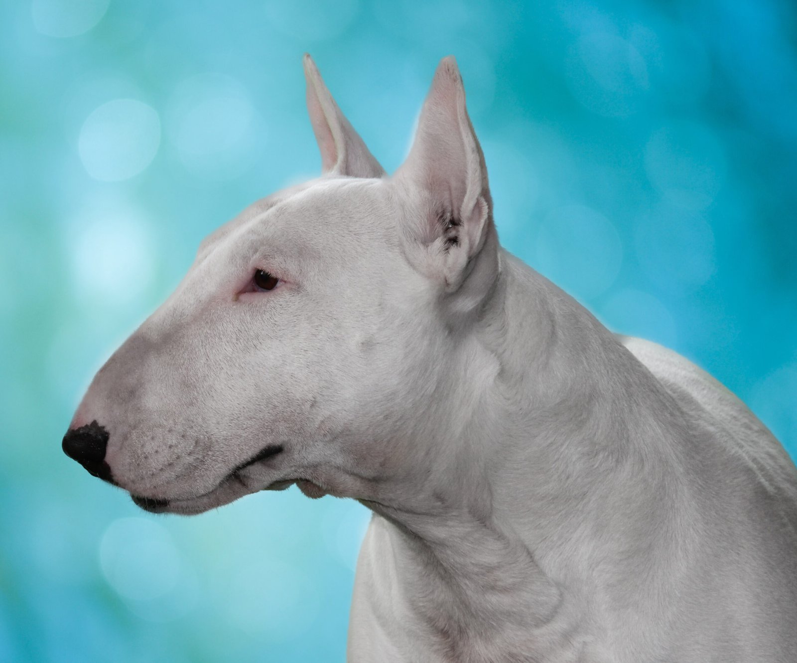 Terriers (2010) (image credits: wikimedia)