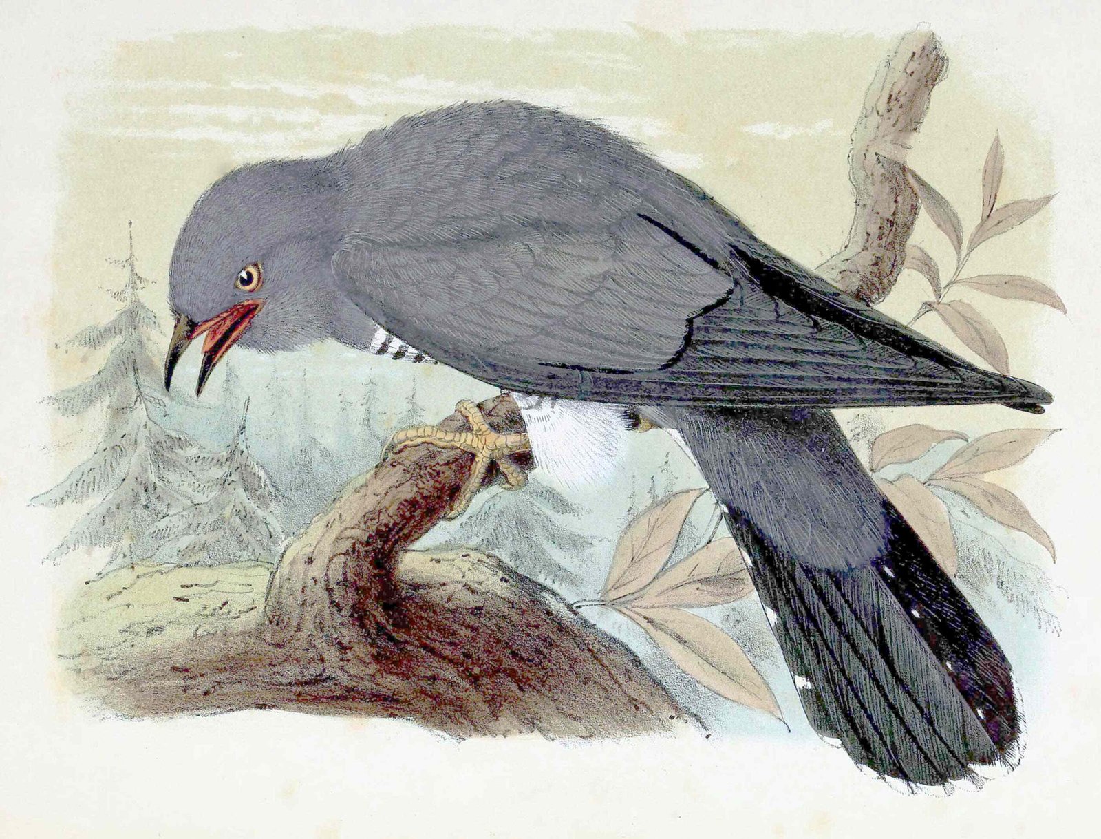 6. Bird Calls (image credits: wikimedia)