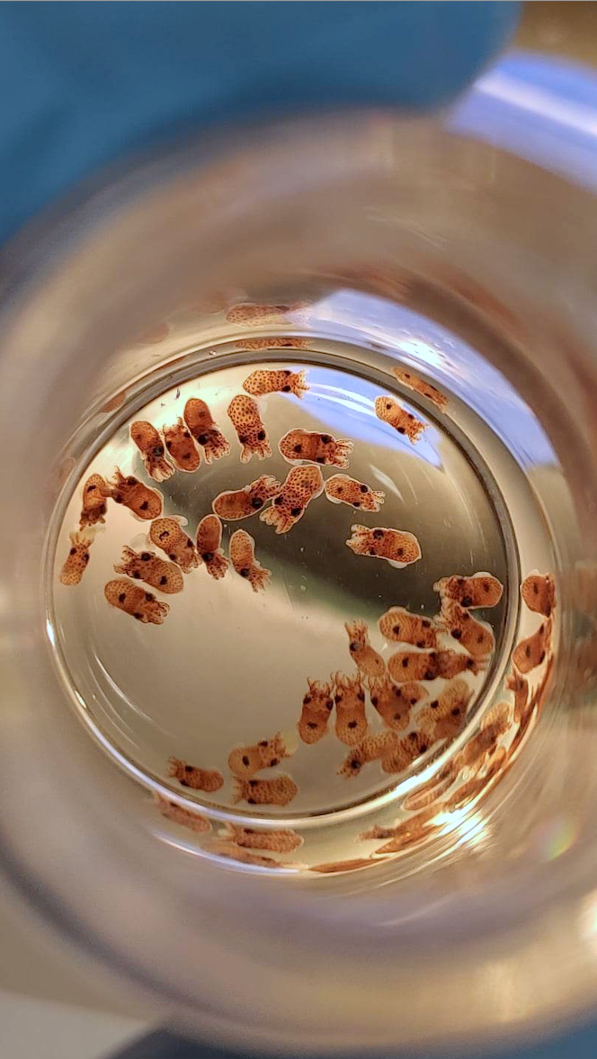 A Jar of Bacteria (image credits: wikimedia)