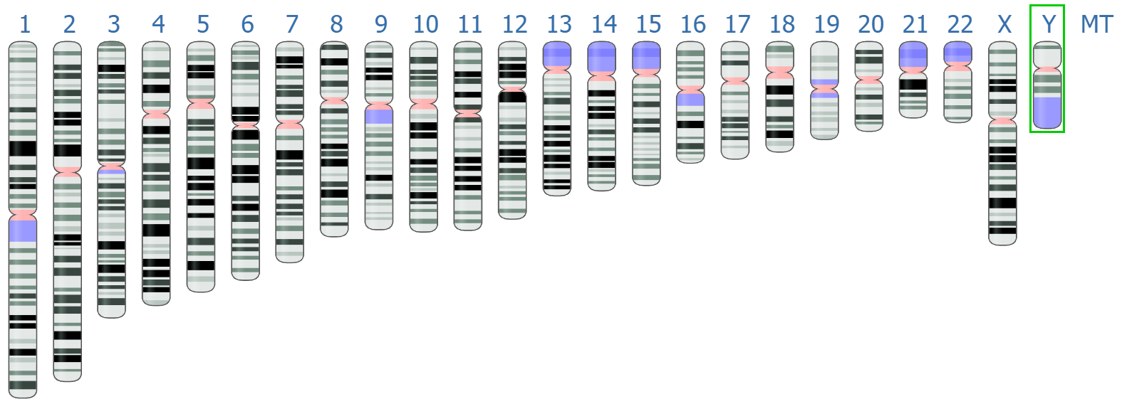July 22, 2003: The First Human Genome Map Completed (image credits: wikimedia)