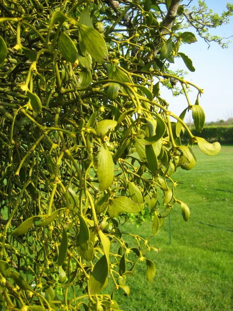 Druidic Oak and Mistletoe Rites (Celtic Tribes) (image credits: wikimedia)