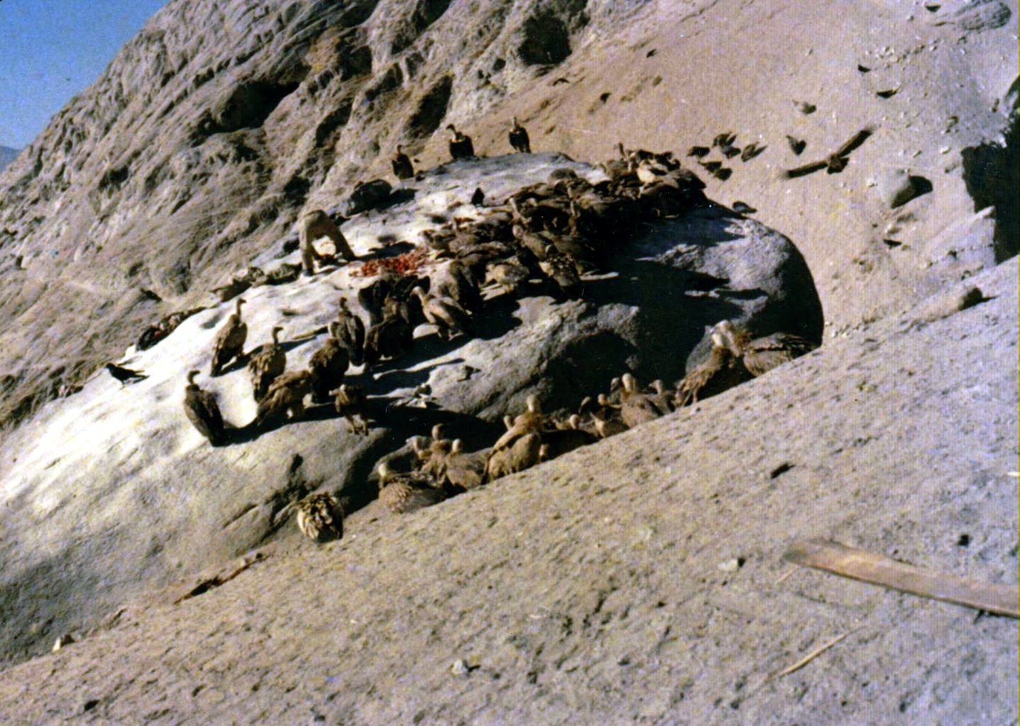 Tibetan Sky Burial (image credits: wikimedia)